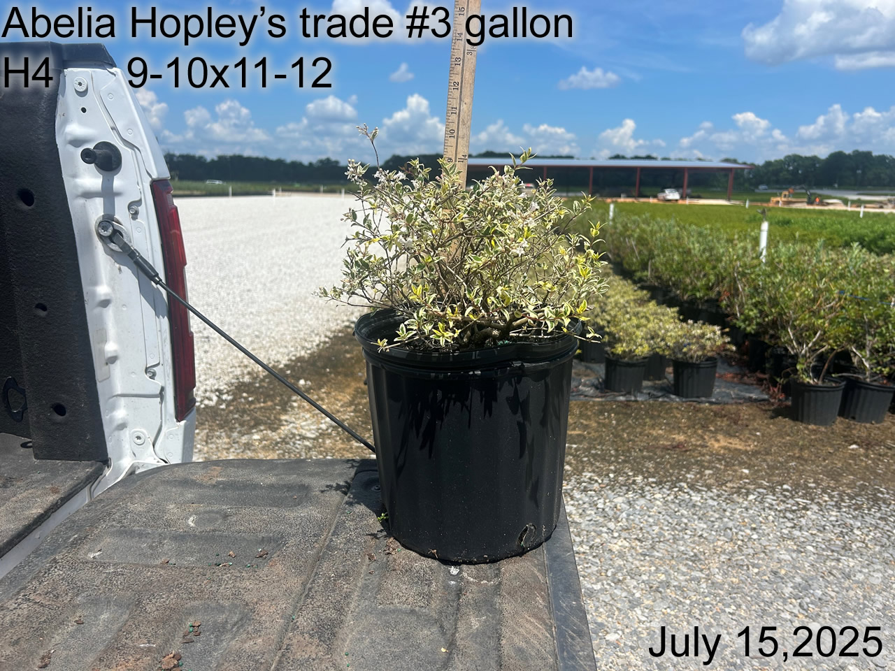 gallery/ahp3t h4 july25.jpg